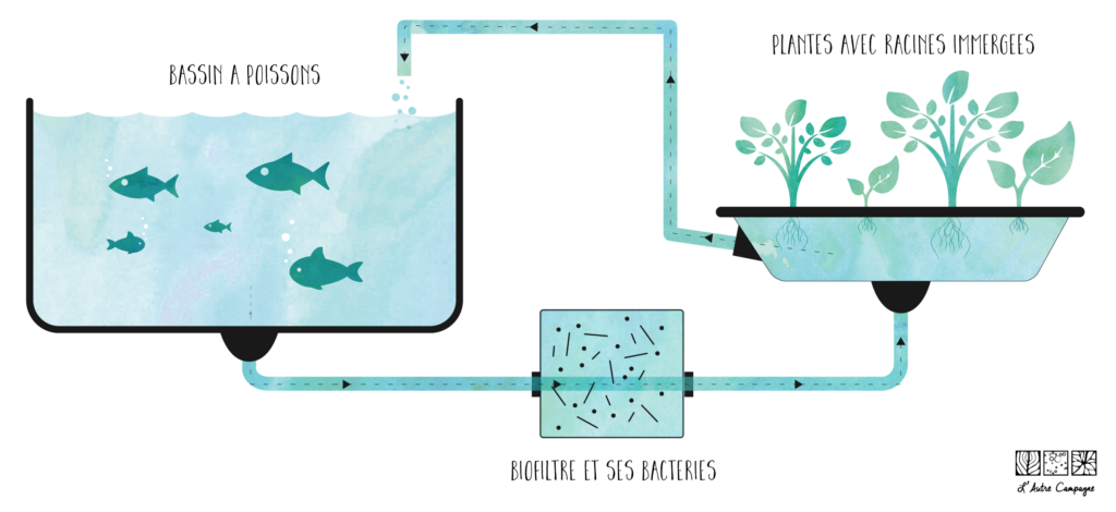 Aquaponie : cultiver des plantes en élevant des poissons
